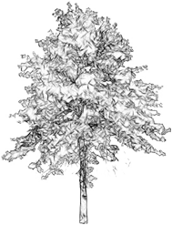 Download tree sketch