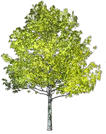 Download free tree symbol image