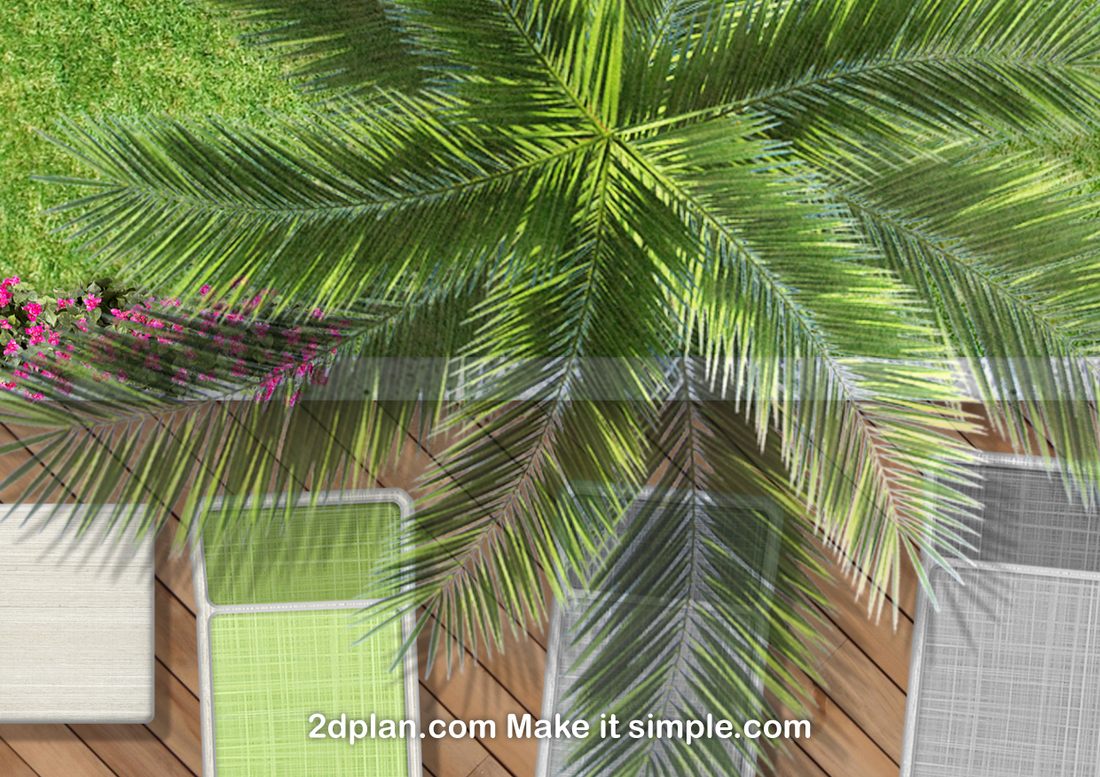 Top view palm tree for landscaping plans